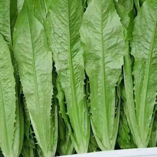 邯郸河北永年新鲜青油麦菜批发直销