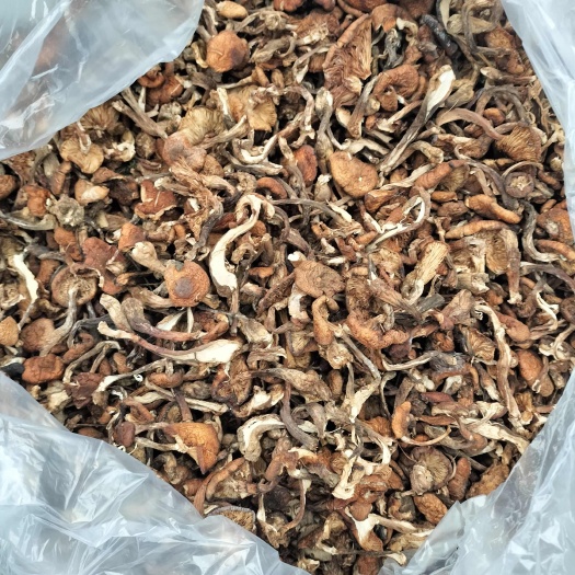 勃利县东北野生榛蘑，产地直发，无根无沫，发货不咬皮保证质量