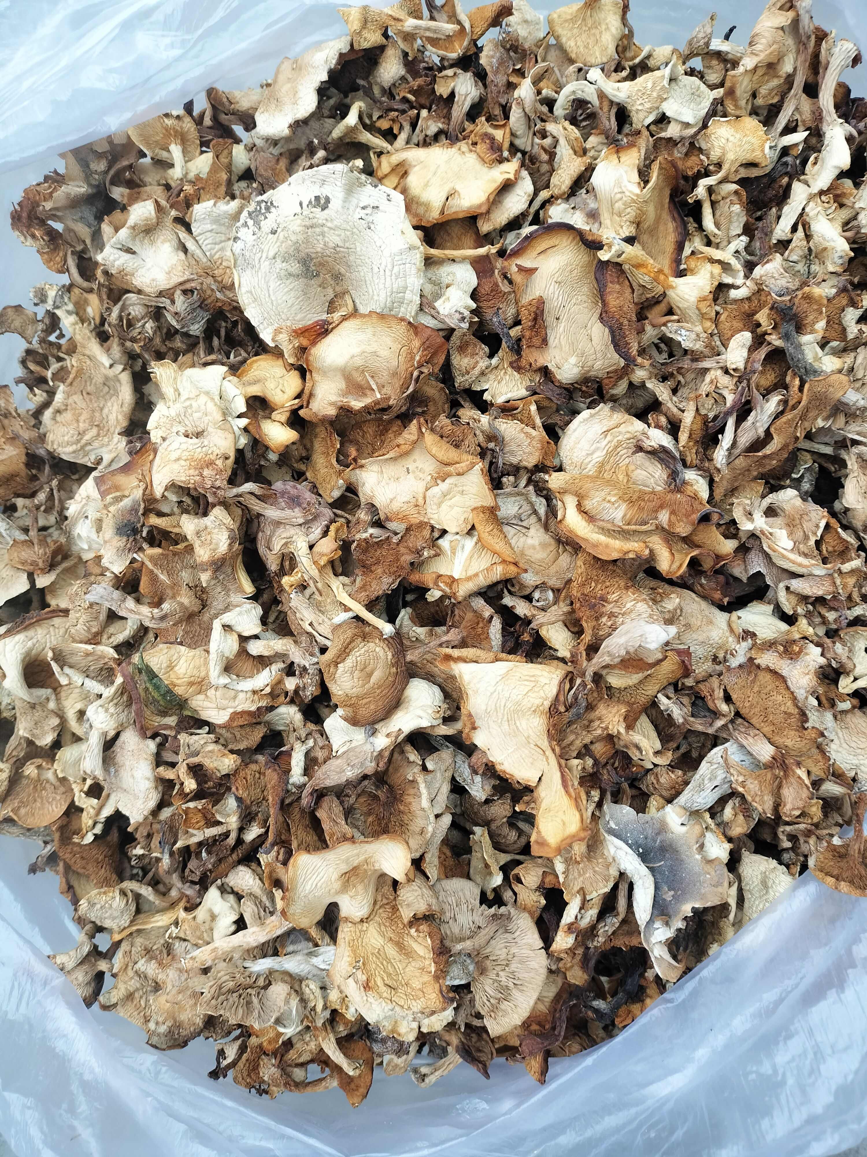 东北野生榛蘑，产地直发，无根无沫，发货不咬皮保证质量
