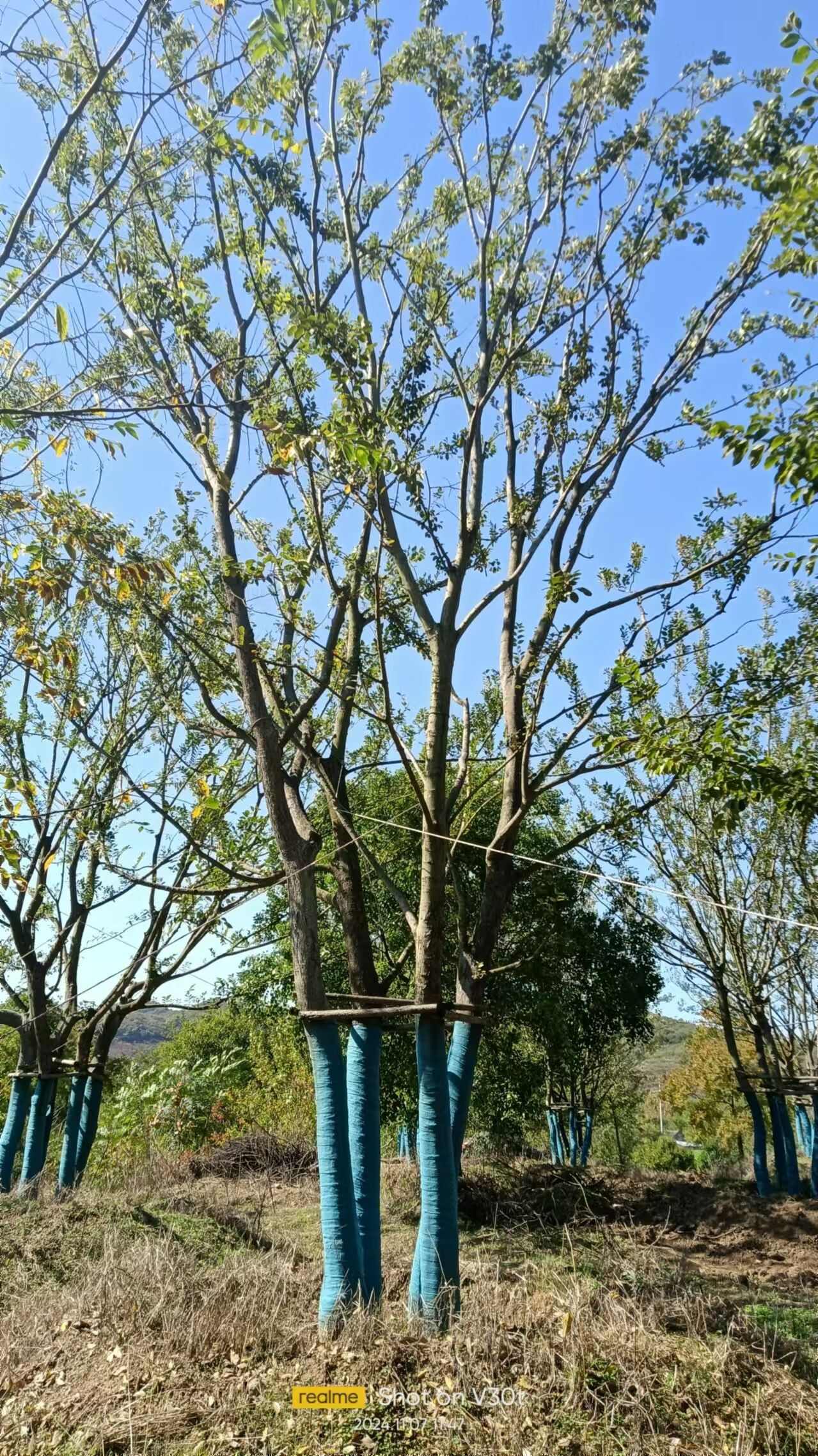 110公分丛生朴树大量供应，欢迎电话咨询