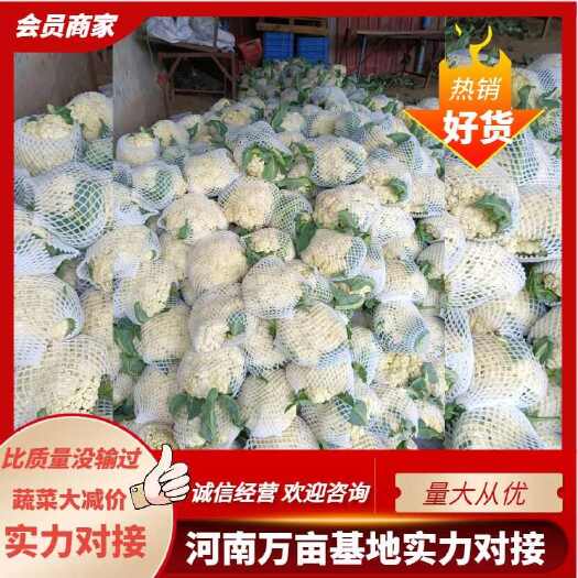 大量花菜出售有需要的老板咨询我。