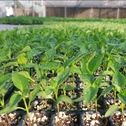 盐城育苗（代育甘蓝、冬瓜、西瓜、黄瓜、茄子、辣椒、番茄等）