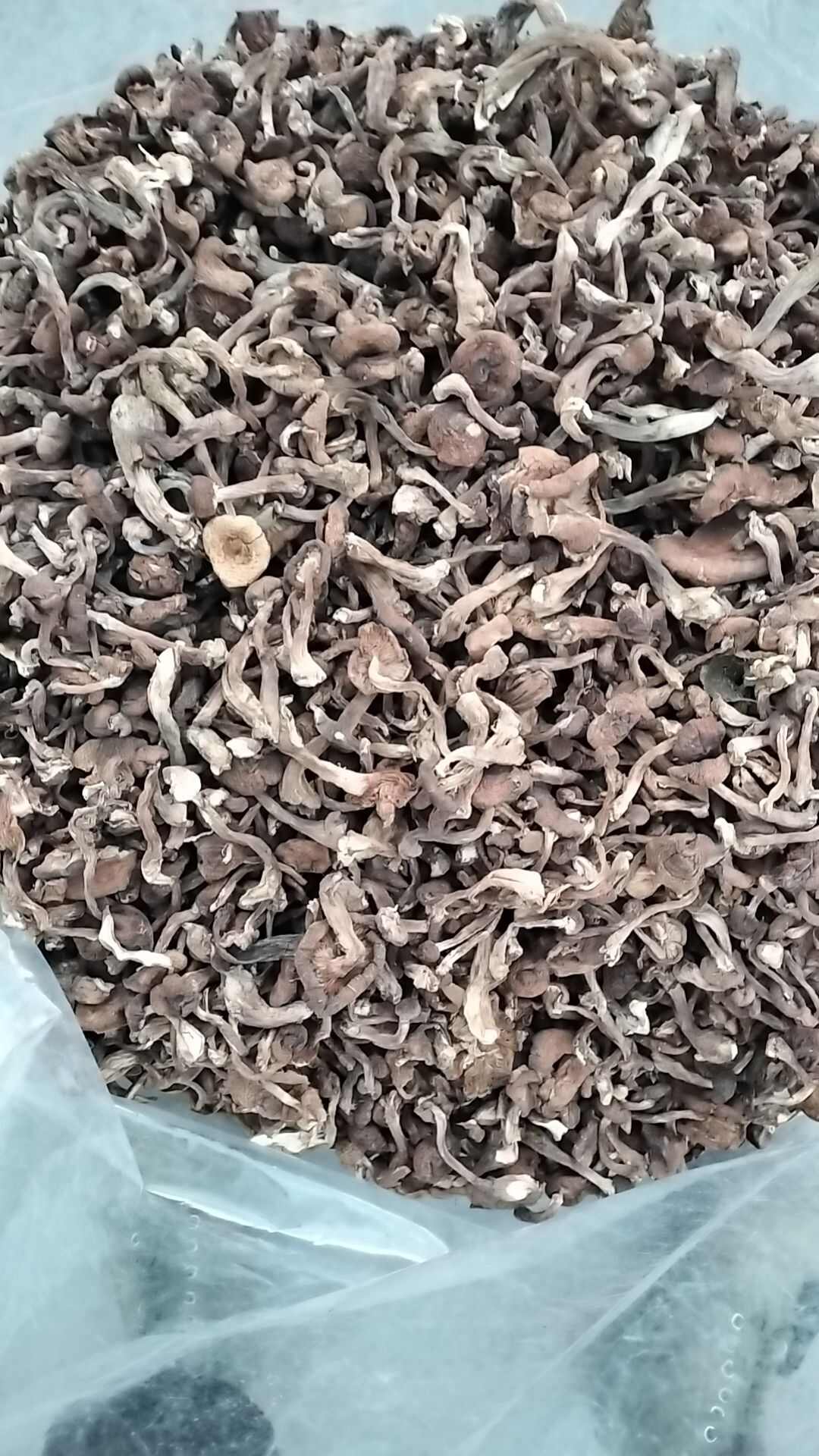 东北野生榛蘑，产地直发，无根无沫，发货不咬皮保证质量