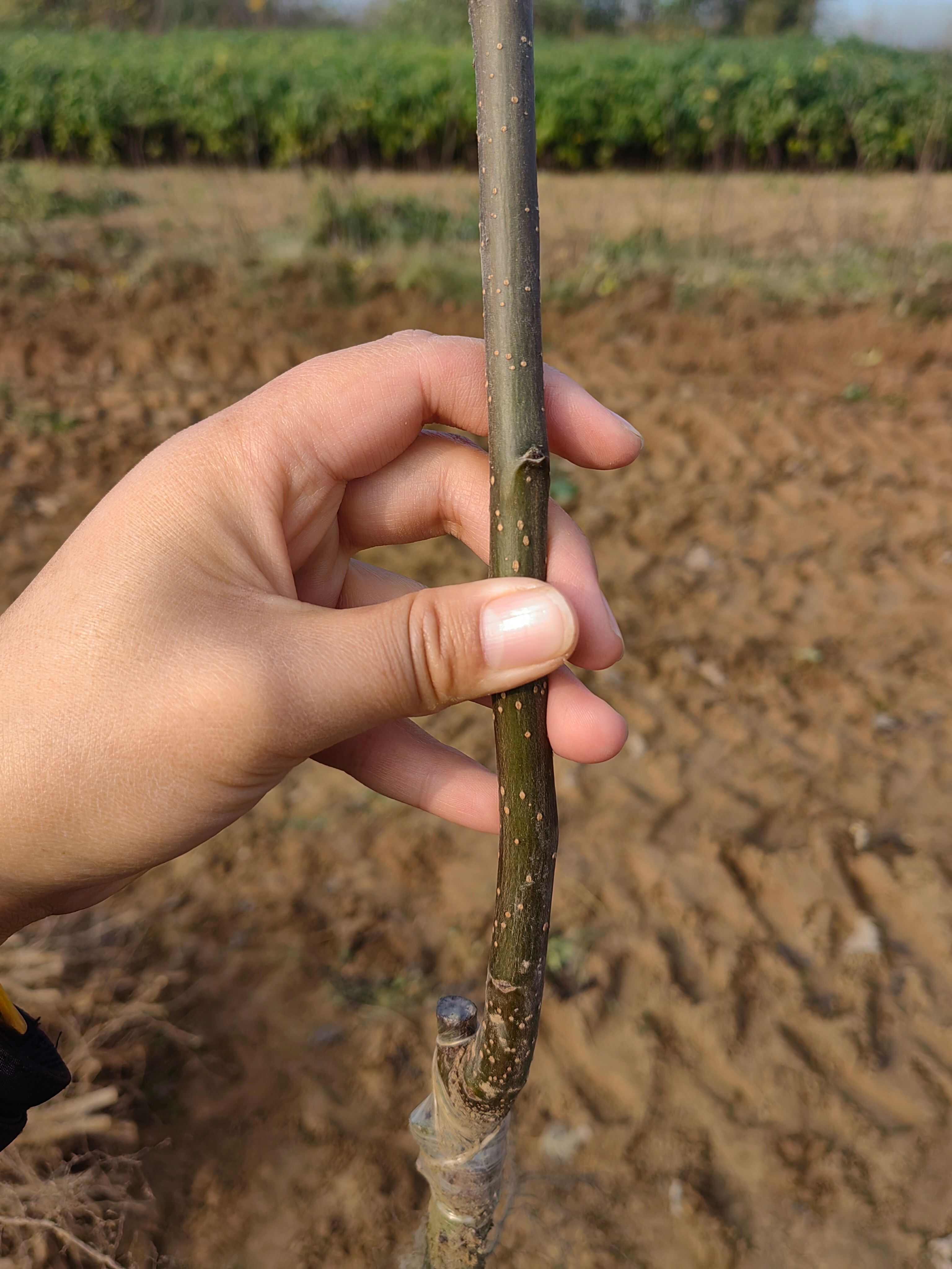 沪晶18-7月上旬成熟 皮薄 汁多