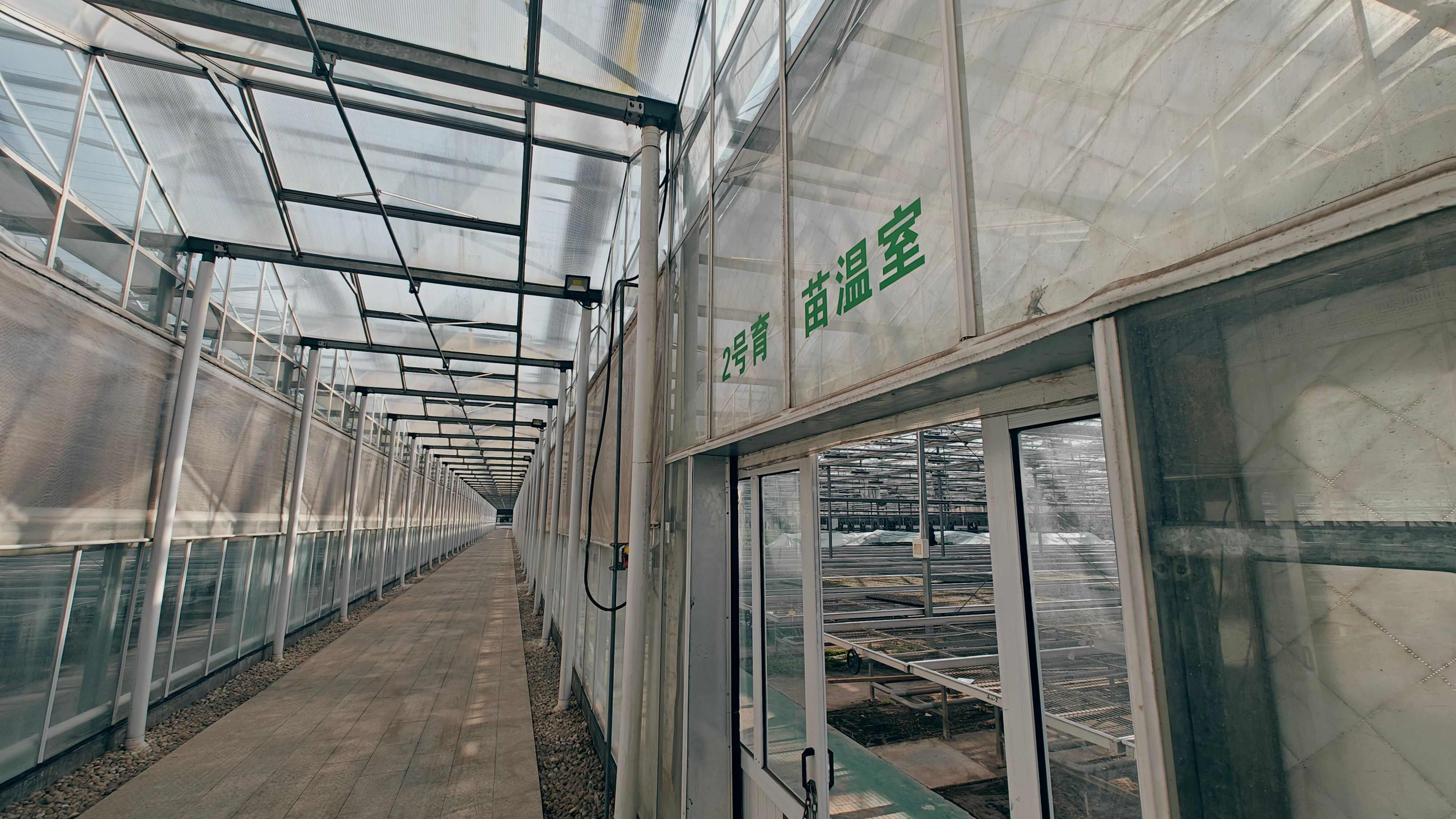 育苗（代育甘蓝、冬瓜、西瓜、黄瓜、茄子、辣椒、番茄等）