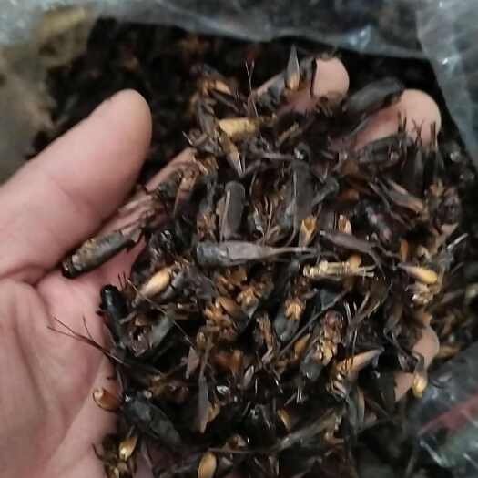 梨树县蟋蟀