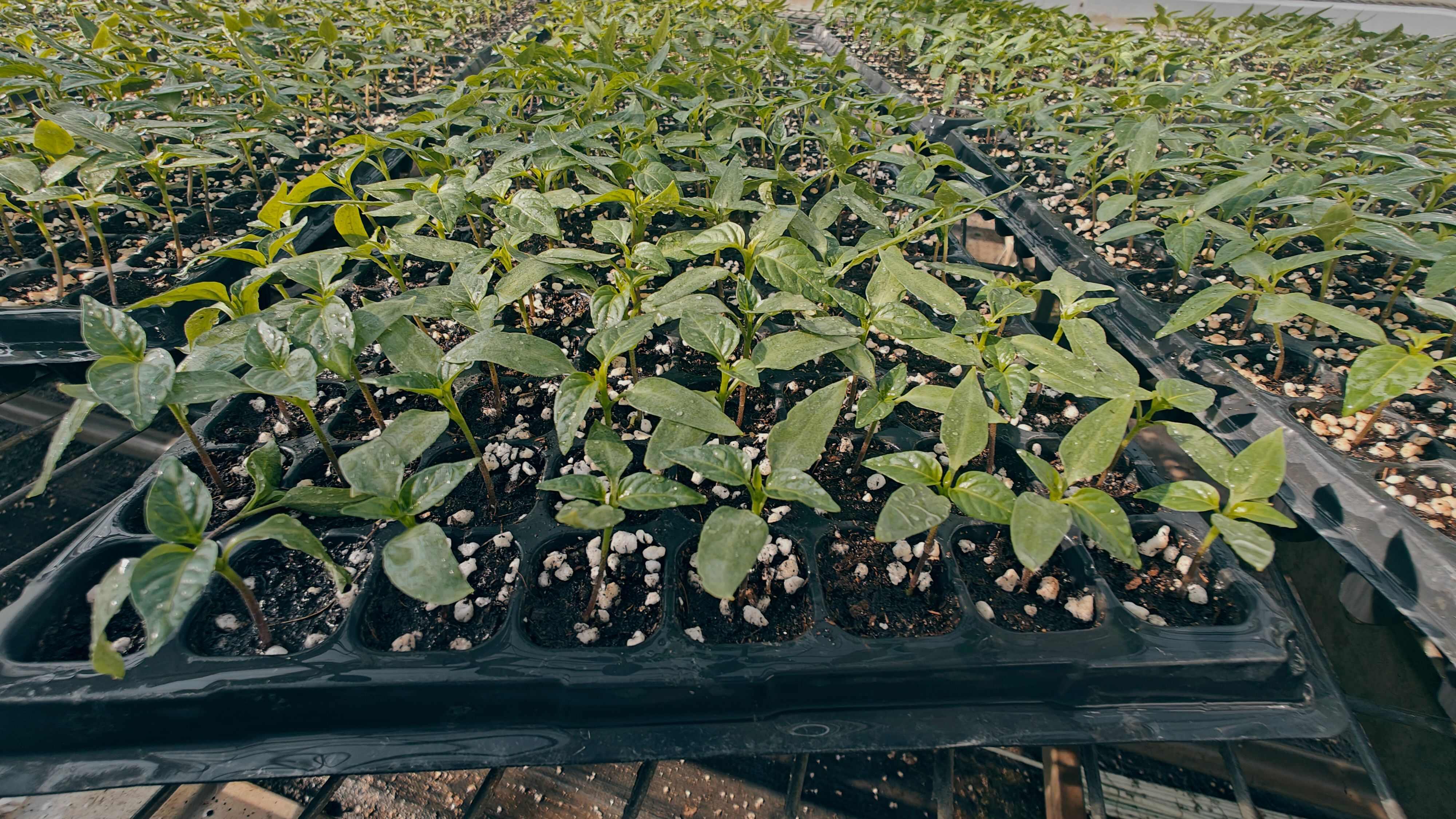 育苗（代育甘蓝、冬瓜、西瓜、黄瓜、茄子、辣椒、番茄等）