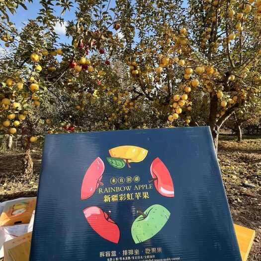 新疆阿克苏彩虹苹果 一次尽享 多种口味多种颜色苹果送领导福利