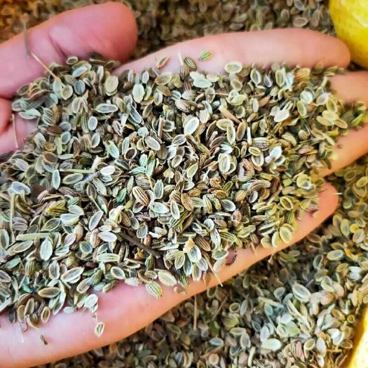 喀喇沁旗防风籽