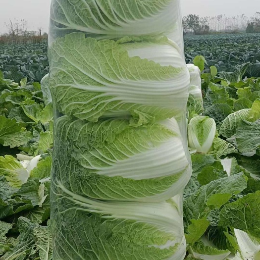 嘉鱼县湖北嘉鱼潘家湾黄心大白菜  大白菜