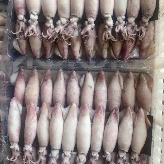 郑州籽乌