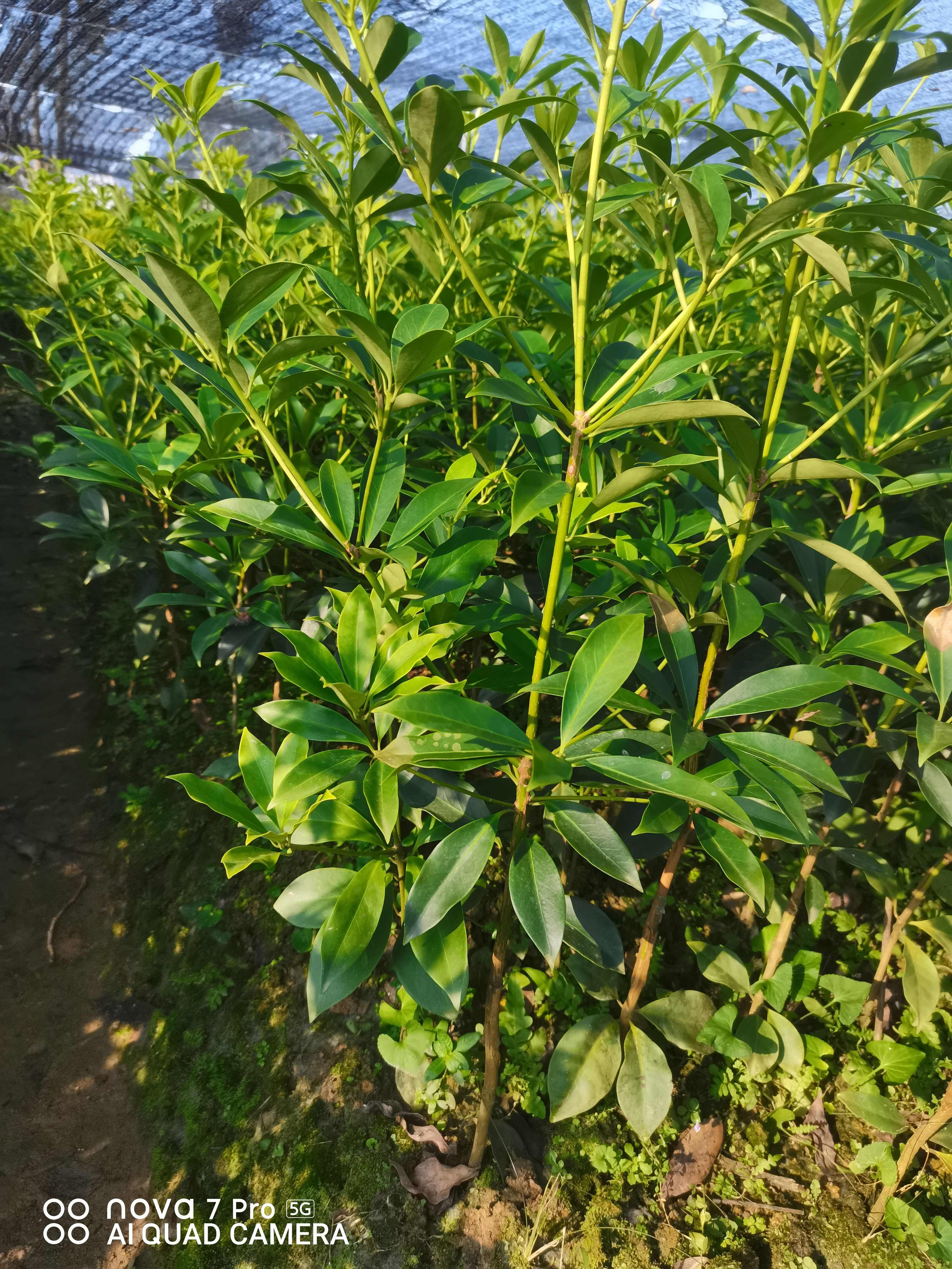 八角树苗  罗马品种嫁接苗