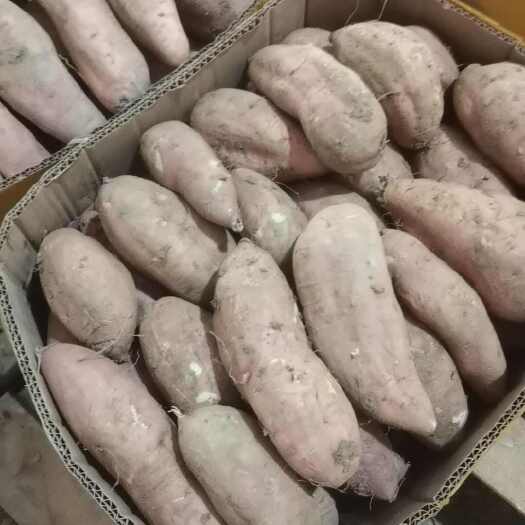 泗洪县哈蜜薯
