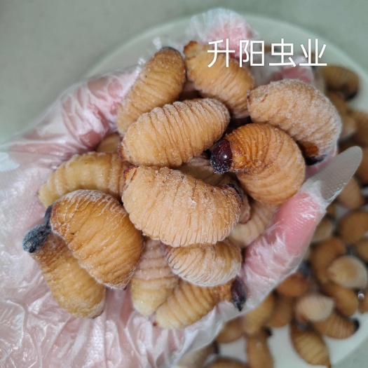 南雄市冻虫鲜冻大竹虫椰子虫竹笋虫包邮，产地直发，量大可优