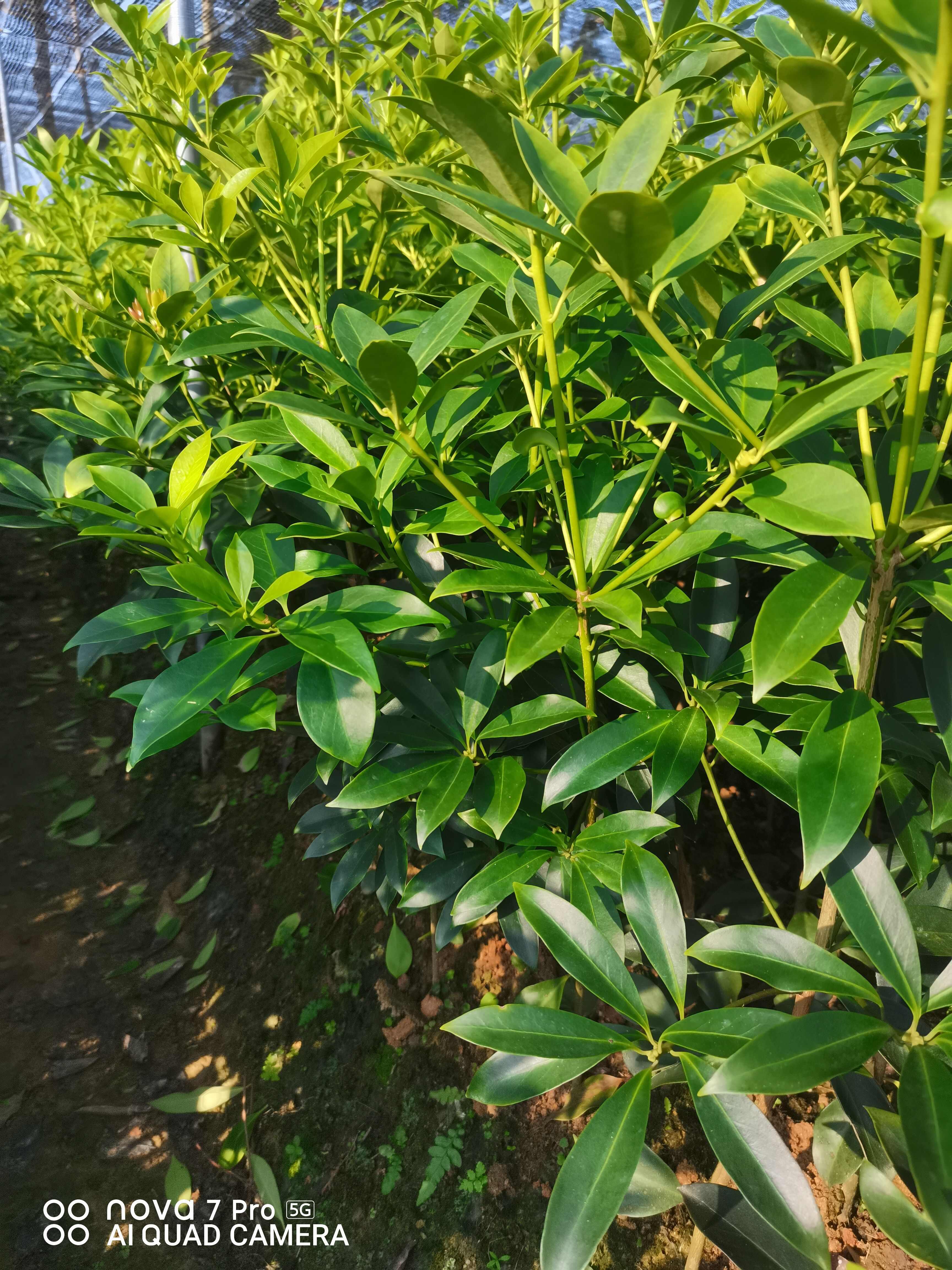 八角树苗  罗马品种嫁接苗