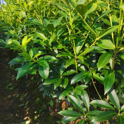苍梧县八角树苗  罗马品种嫁接苗