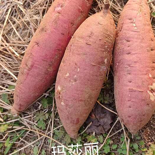 莒南县丝滑红薯，玛莎丽红薯，口感特别香甜软糯可口，