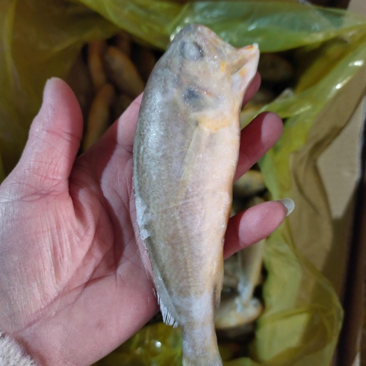 黄花鱼！质量特别好！船冻及时不脱皮不破肚！一手货源无差价