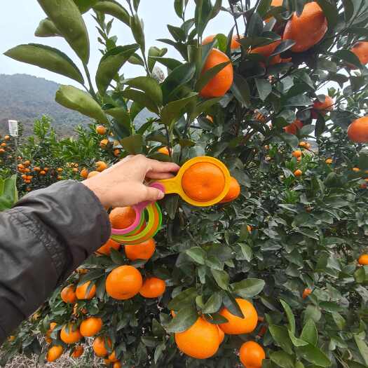 江永县默科特柑橘10万斤，60起步，基本65-70