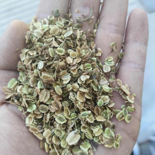 安国市新产白芷种子 白芷籽 药材种子 祁白芷籽 一年生 春秋种植