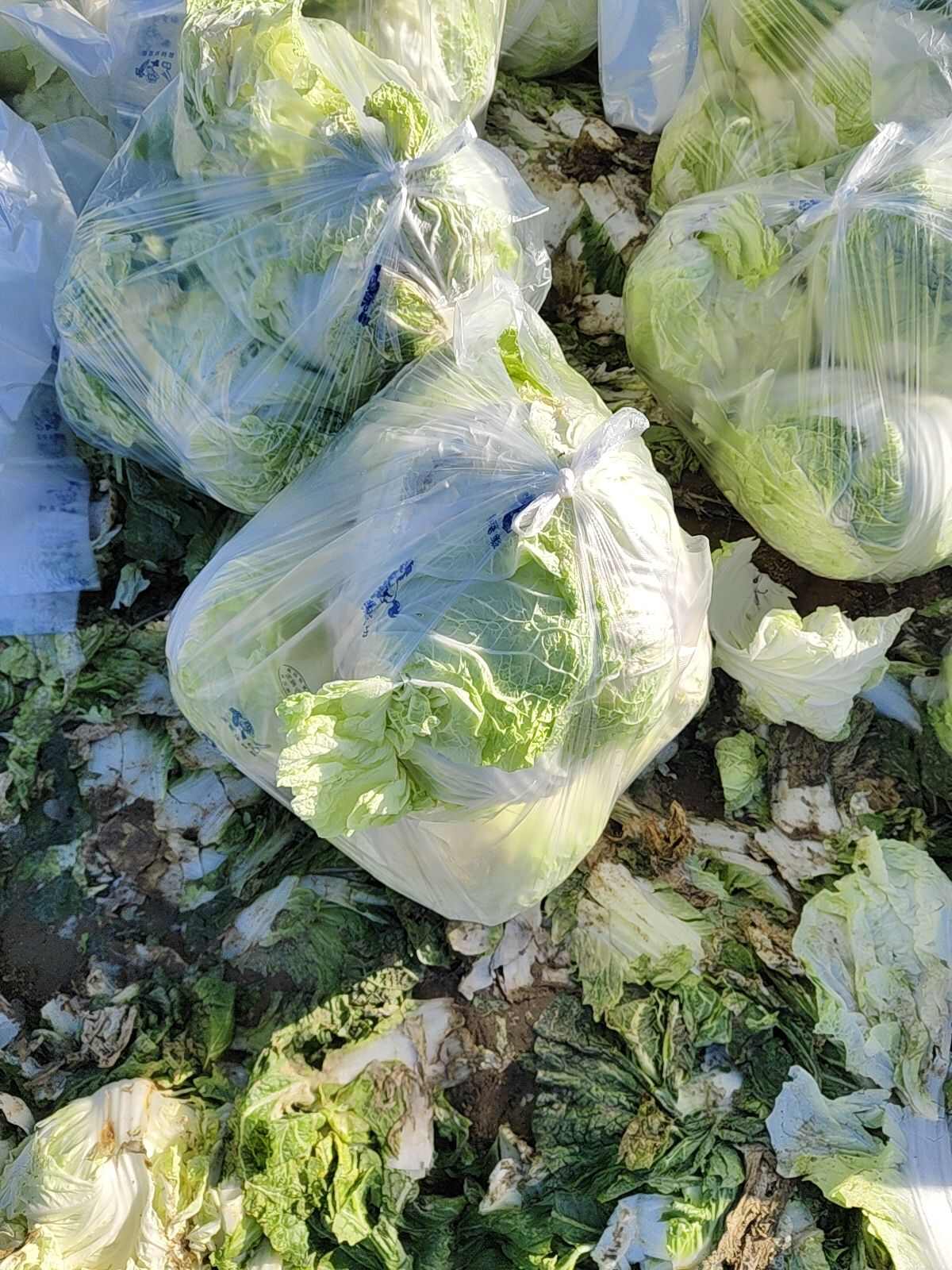 沙土地大白菜 產(chǎn)地直發(fā)品質(zhì)保證！