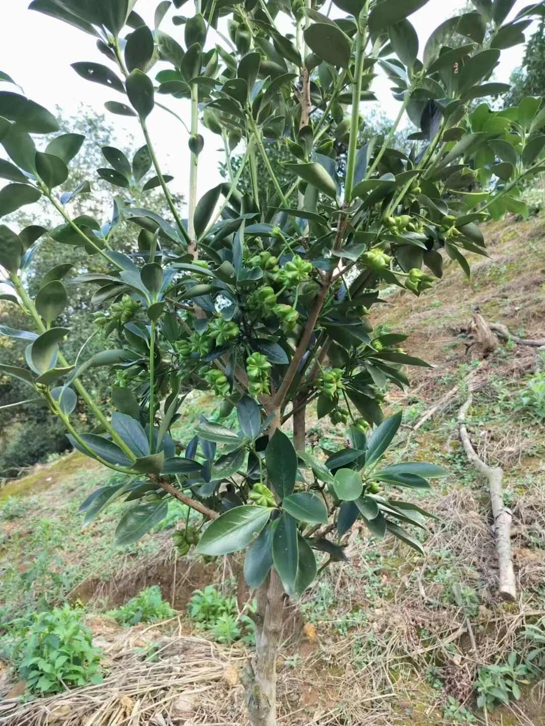 八角树苗  罗马品种嫁接苗