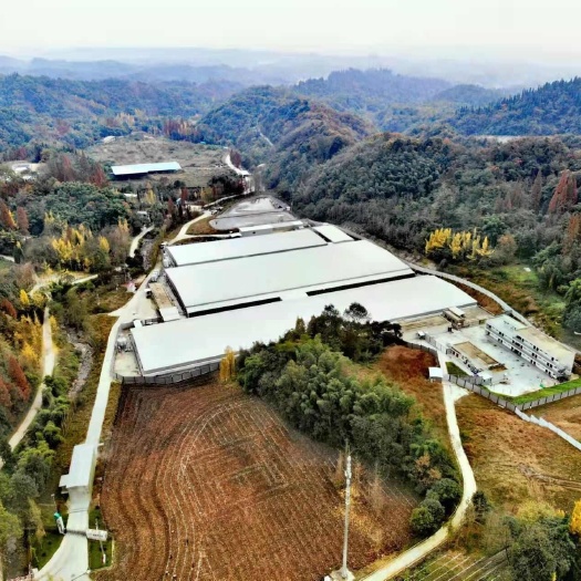 都江堰市山泉水养殖大口鲶，鲜饵饲喂，基地自养品质有保障，一条2-3斤