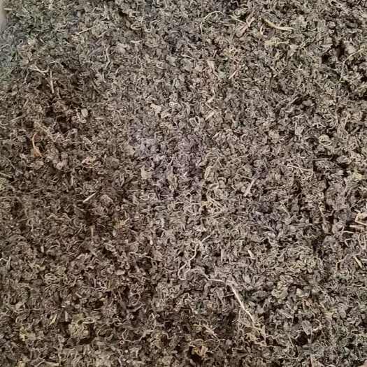 亳州绞股蓝 绞股蓝茶