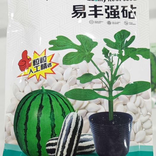 新民市西甜瓜嫁接砧木南瓜砧木100克装440粒左右5袋起发
