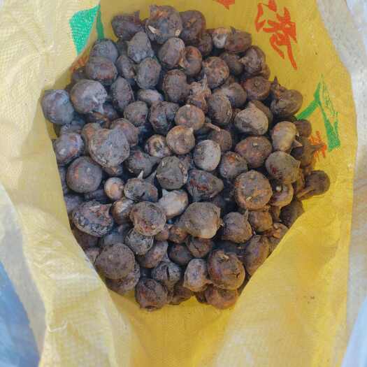 乐昌市马蹄通货