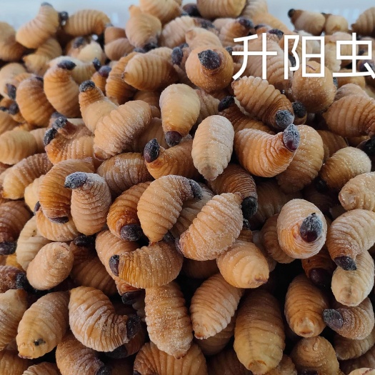 冻虫新鲜冻大竹虫顺丰包邮到家，广东竹笋虫椰子虫