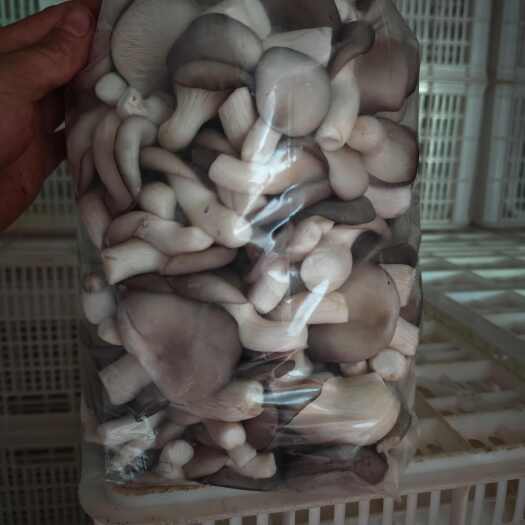 姬菇，平菇基地直发价格优惠每天大量有货