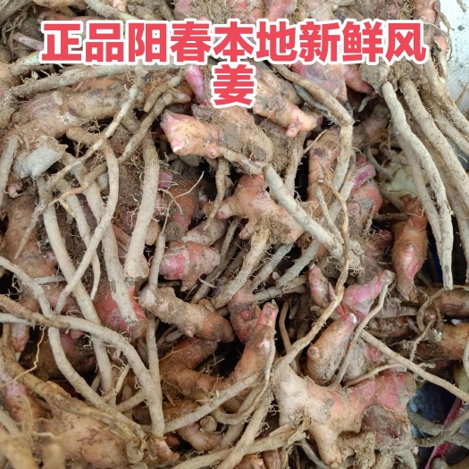 风姜阳春产地直发新鲜风姜