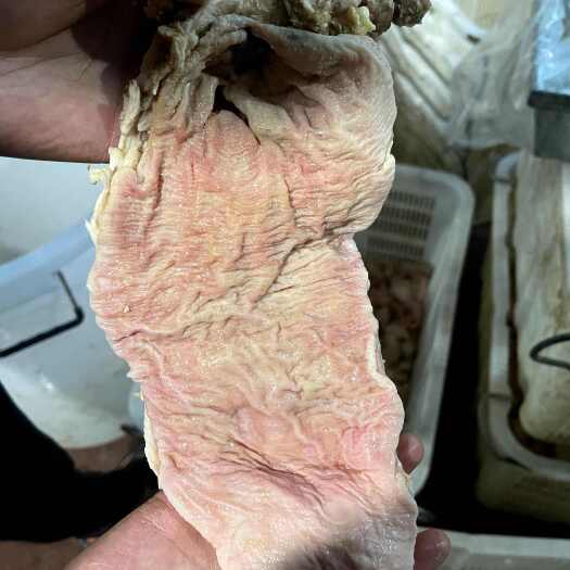 西宁清真屠宰场直销牦牛牛碗口
