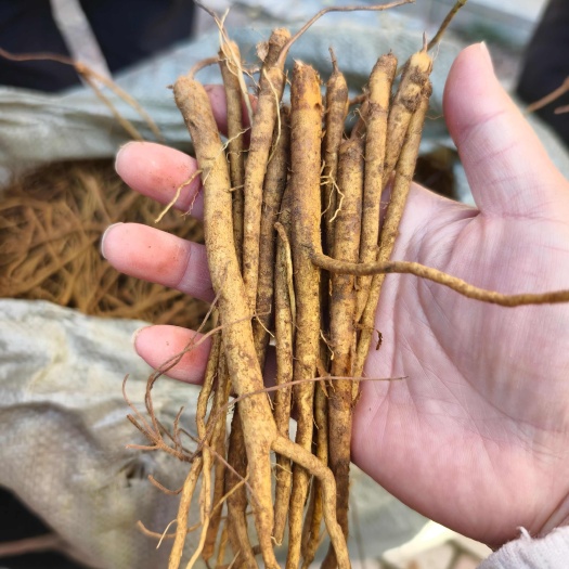 亳州黄芩苗 黄芩种苗 优质黄芩苗 基地直供 提供技术 回收产品