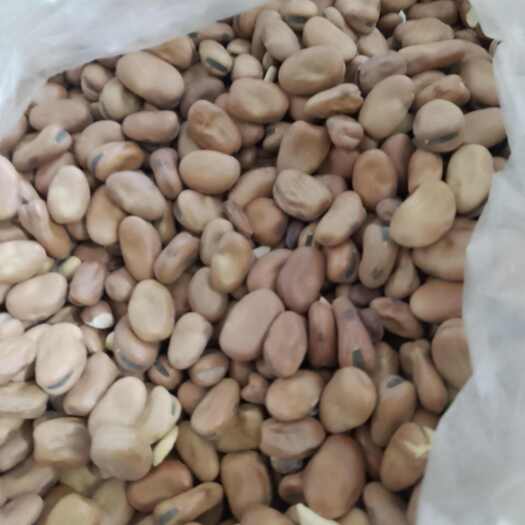 上海上海蚕豆大量供应量大从优