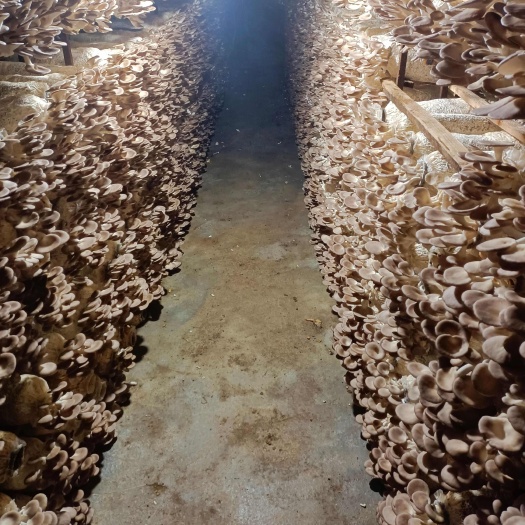 江华县秀珍菇，凤尾菇基地直发价格优惠