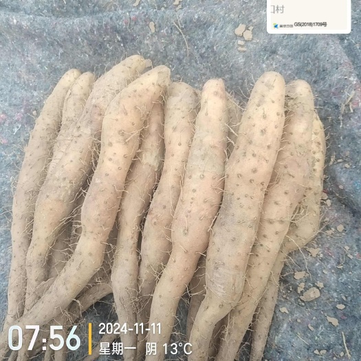 惠民县一手货源新茬地无菌白玉豆苗