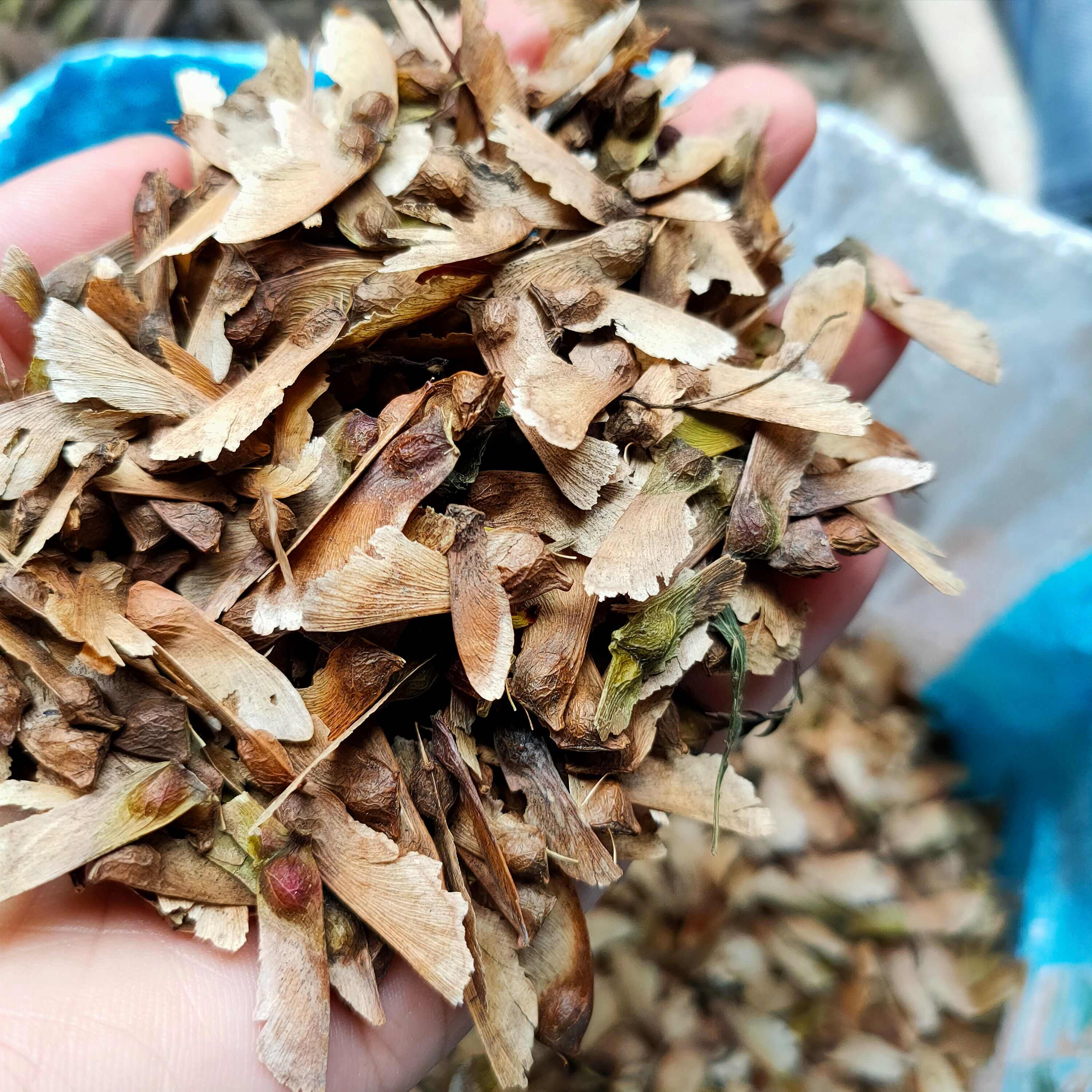 新采羽毛枫种子 枫树种子 风景树种子 红枫种子