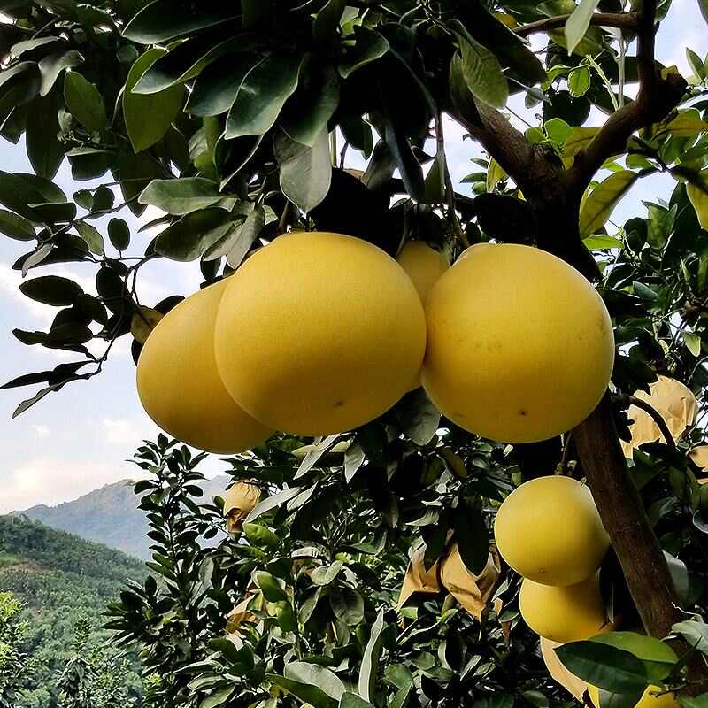 琯溪蜜柚 2斤以上