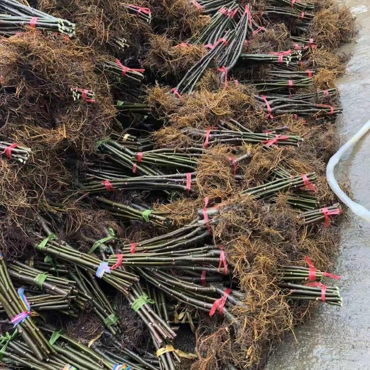 商城县特大耐寒波姬红无花果树苗四季种植当年结果