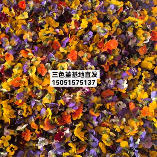 郑州三色堇 基地直供