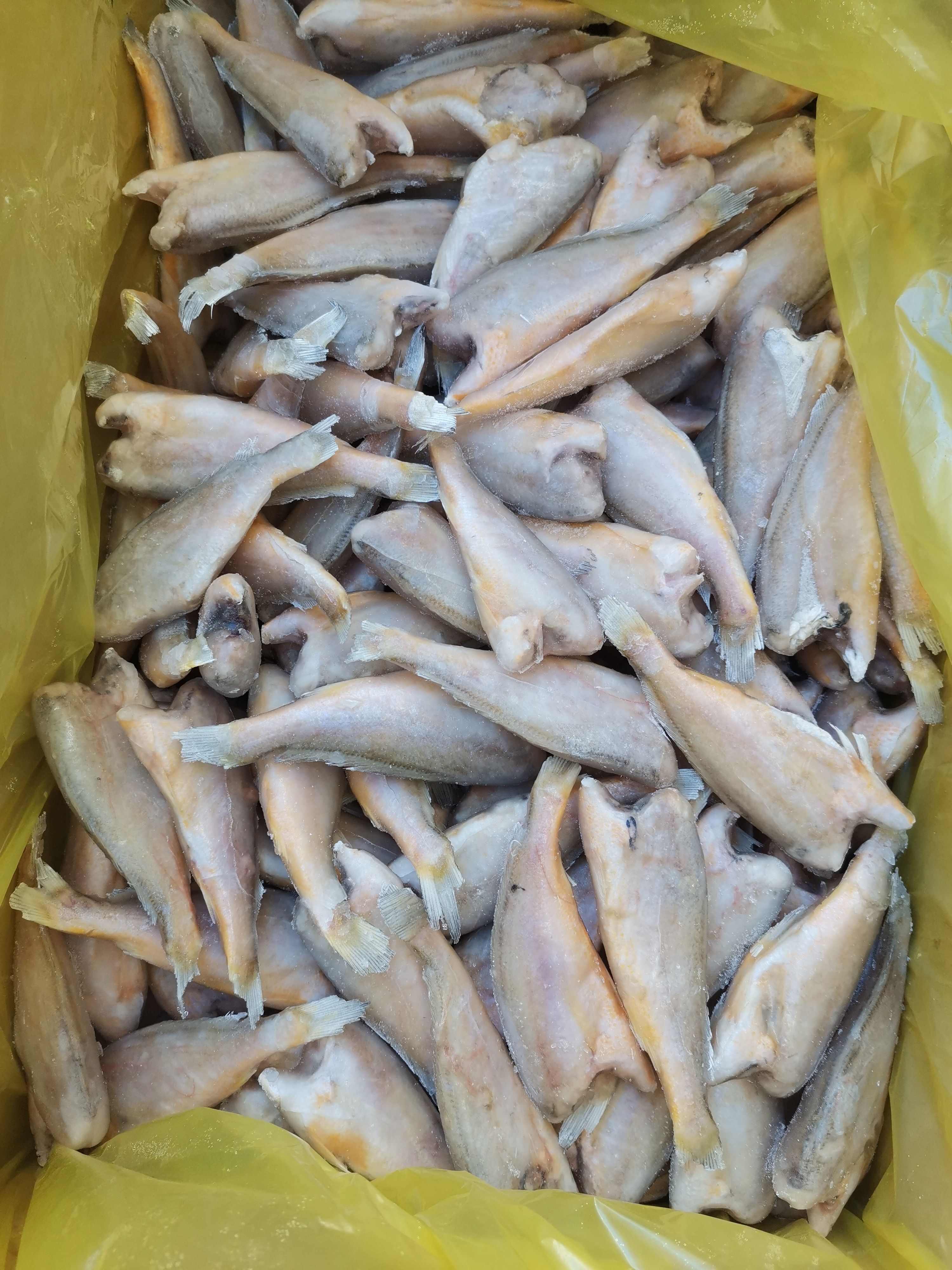 去头小黄鱼  品质好，价格优，一手货源