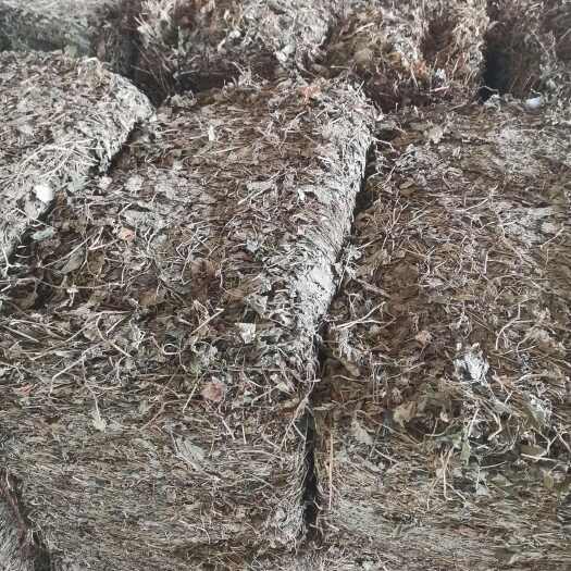 当阳市药用中药材鱼腥草叶