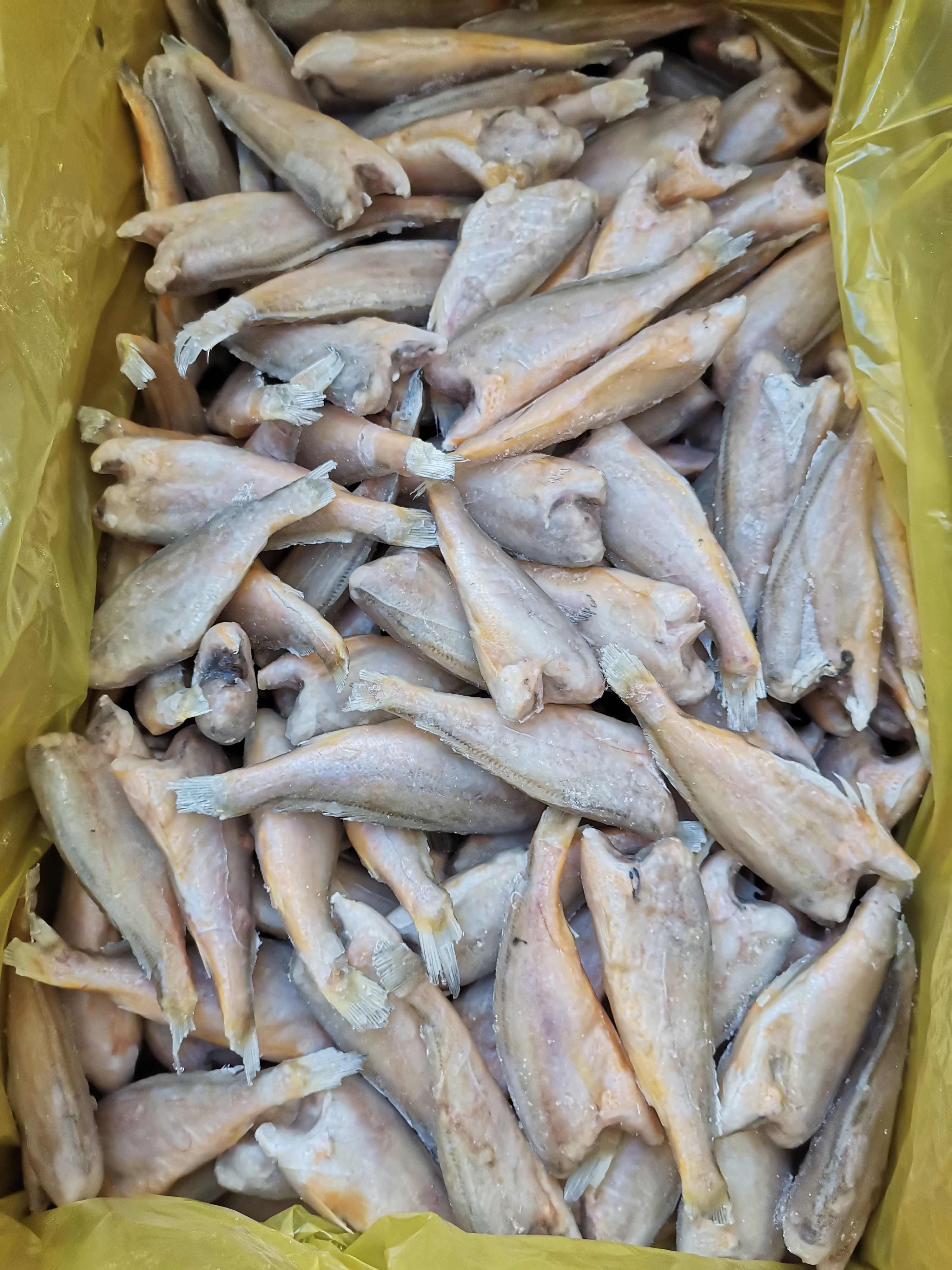 去头小黄鱼  品质好，价格优，一手货源