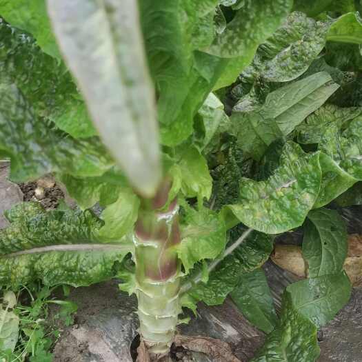 遂宁红叶莴笋