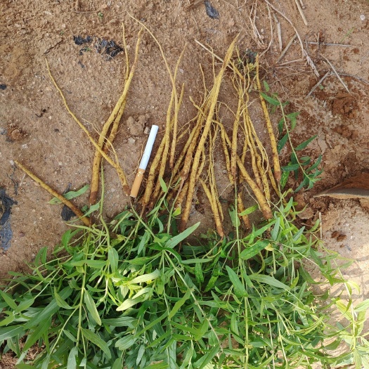 新泰市黄芩种苗