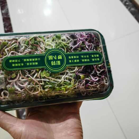 苏州彩色萝卜芽