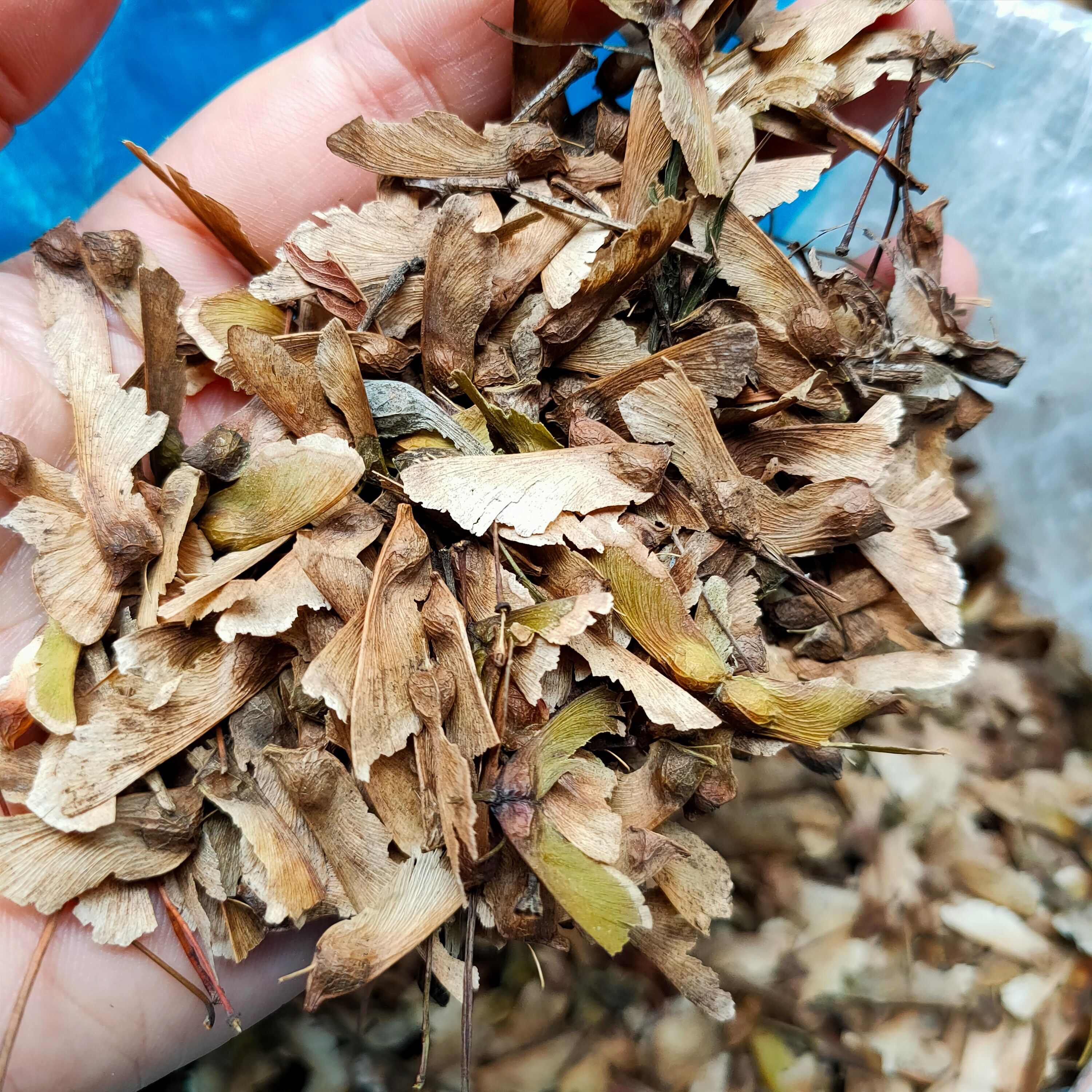 新采羽毛枫种子 枫树种子 风景树种子 红枫种子