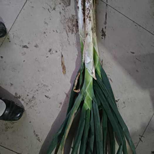 菏泽大葱